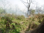 Some back burning whilst we were walking through the jungle