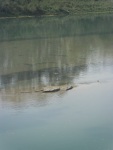 More alligators