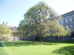 Nothing too special, just a nice big old tree in the grounds of Trinity College